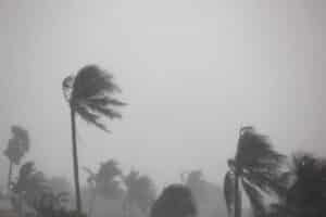 Impact windows - Venice, FL Storm with strong winds blowing tall palm trees